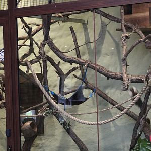 Cotton-Top Tamarin Indoor Enclosure
