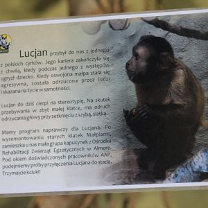 Sign about the Brown Capuchin
