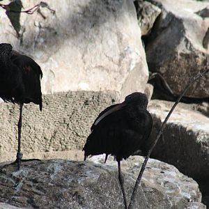 Glossy Ibis
