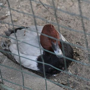 Common Pochard