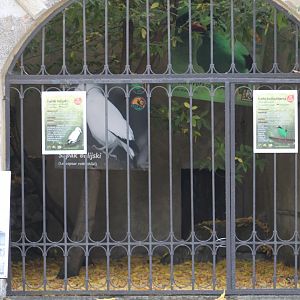 Songbird Conservation Display