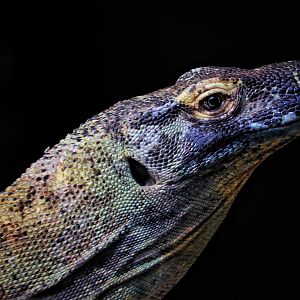 Ratu, a female Komodo Dragon