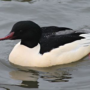 Common merganser