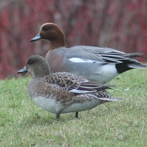 Eurasian Wigeons