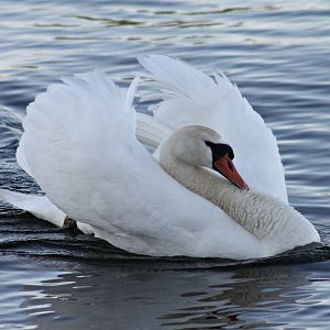 Mute swan