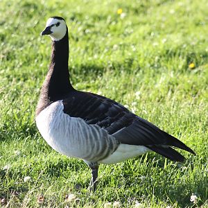 Barnacle goose
