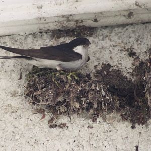 Common house martin