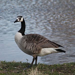Canada goose with partial leucism