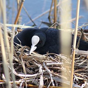 Eurasian coot on eggs