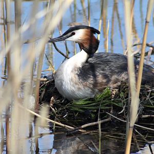 Great crested grebe on eggs