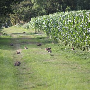 Wild rabbits at the island Gotland