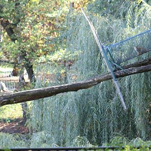 Common Squirrel Monkey Tunnel
