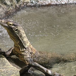 Komodo Dragon