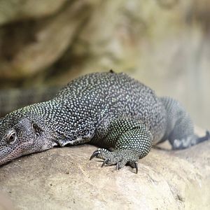Mangrove Monitor