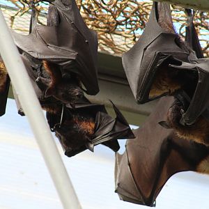 Lyle's Flying Fox