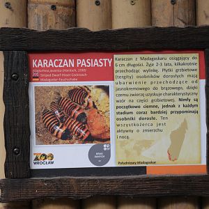 "Javan" Hissing Cockroach