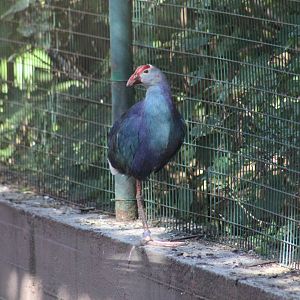 West Mediterranean Purple Swamphen