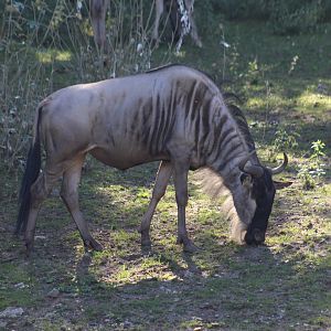 Eastern White-Bearded Wildebeest