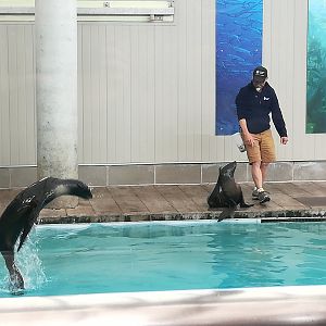 Northern Fur Seals - Kitovi (?) and Luna