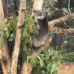 Male koala ‘Colossus’
