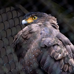 Liuzhou Zoo - Crested serpent eagle