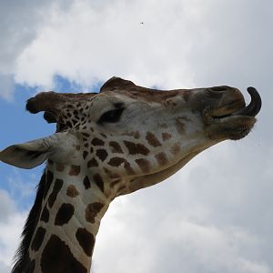 Jericho, Lord of the Skies