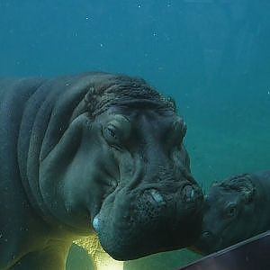 Paul & Lynsey's Zoo Tour #81 San Diego Zoo ANIMALS IN ACTION EXPERIENCE - YouTube