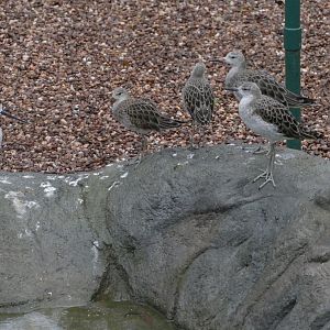 Black-necked Stilt, Cottage Aviary, December 2018
