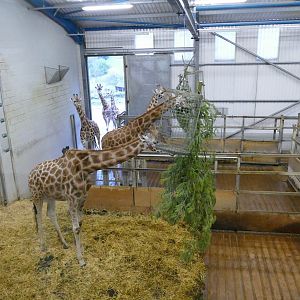 Northern giraffes and acacia, December 2018