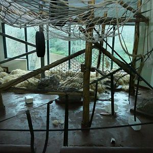 Orangutan enrichment, December 2018