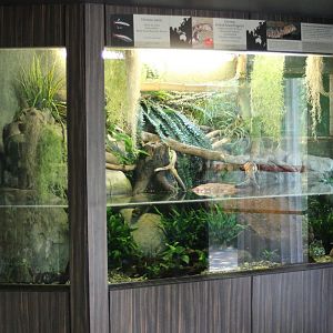 Enclosure Chinese crocodile lizard