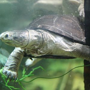 African mud turtle-species