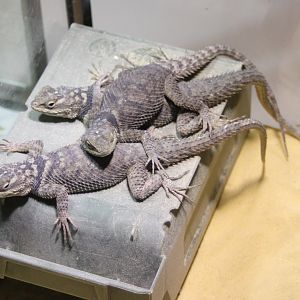 Young Blue spiny lizards