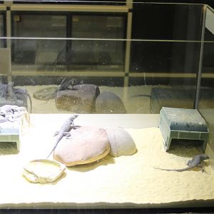 Raising-tank Blue spiny lizard