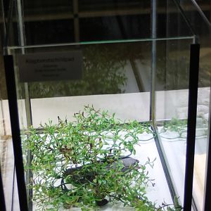 Raising-tank African mud turtle