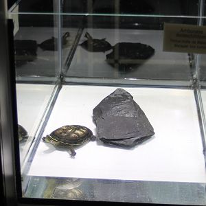 Raising-tank Malayan box turtle