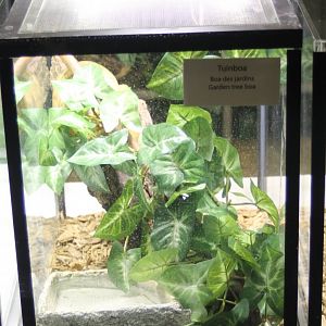 Raising-tank Garden tree boa