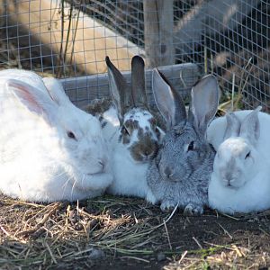 Gotland Rabbits (Swedish breed)