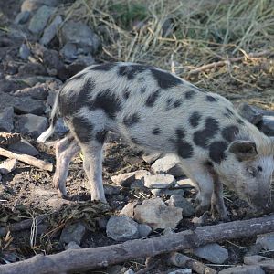 Linderöd pig (Swedish breed)