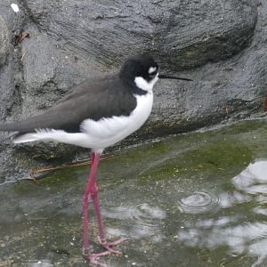Another black-necked stilt, Cottage Aviary, December 2018