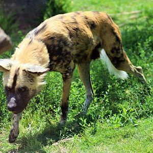 African Wild Dog (Lycaon pictus)
