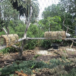 Coati Enclosure