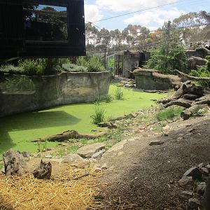Snow Leopard Enclosure