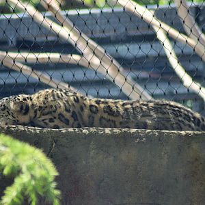 Snow Leopard  (Panthera uncia)