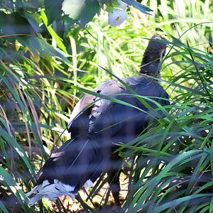 Australasia's Last Cracid - 'Betty' the Razor-billed Curassow (Mitu tuberosum)