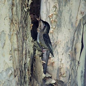 Wild Red Wattlebird (Anthochaera carunculata)