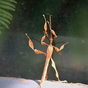 Stick Insect ID?