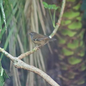 White-browed Scrubwren (Sericornis frontalis)