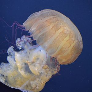 Chrysaora plocamia