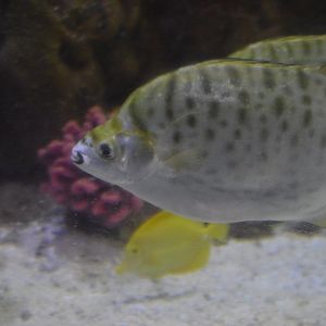 Fish ID 1